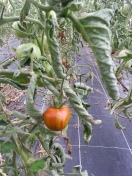 Tomates 2014
