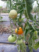 Tomates 2014